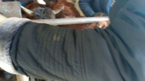 Практика на производстве - забор крови у КРС#2