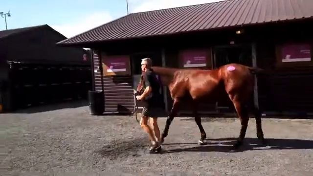 Exceed and Excel x Scarlet and Gold Profile Video смотреть онлайн