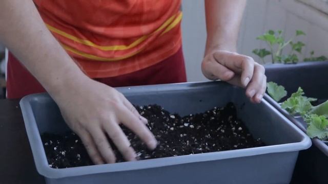 Пересадка Королевской Герани. Готовим грунт и подбираем горшок. смотреть онлайн