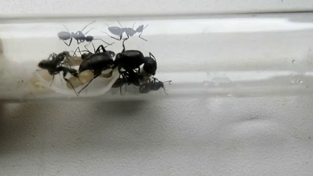 Муравьи Camponotus vagus колония с нуля смотреть онлайн