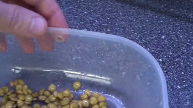 Проращивание зеленой чечевицы. Простой способ сыроедения. Простое питание вегетарианца смотреть онлайн