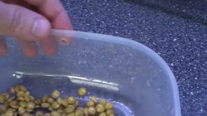 Проращивание зеленой чечевицы. Простой способ сыроедения. Простое питание вегетарианца