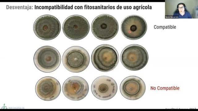 Bioinsumos y sus beneficios para la Agricultura: "Control biológico con Hongos" смотреть онлайн