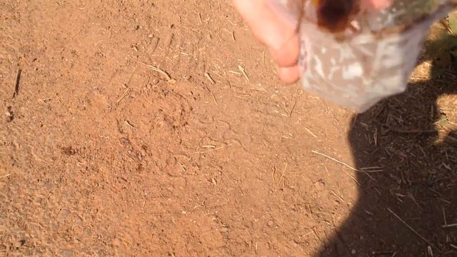 Смотрите какого ТАРАКАНА мы поймали! :-) смотреть онлайн