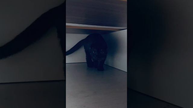 кошачьии фотографии смотреть онлайн