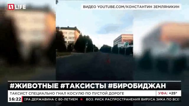 Таксист, гнавший по центру Биробиджана косулю, объявлен в розыск смотреть онлайн
