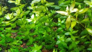 Бакопа каролинская -аквариумное растение.
