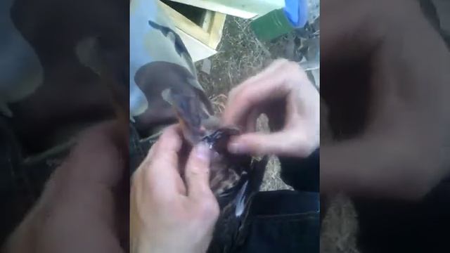 Как я делаю нагавки для подсадных уток! Часть 2. смотреть онлайн
