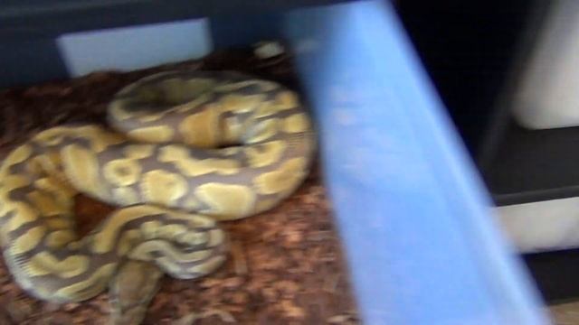 Ball Python Collection Update June 2014 смотреть онлайн