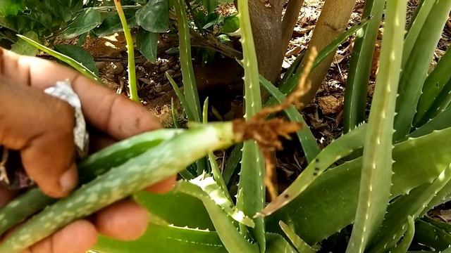 Aloe vera - சோற்றுக் கற்றாழை смотреть онлайн