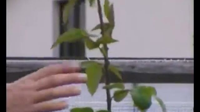 Ухаживание за кустовыми розами. смотреть онлайн