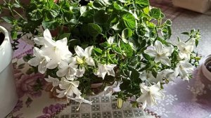 КАМПАНУЛА АЛЬБА чудесный цветок #кампанула #комнатныецветы