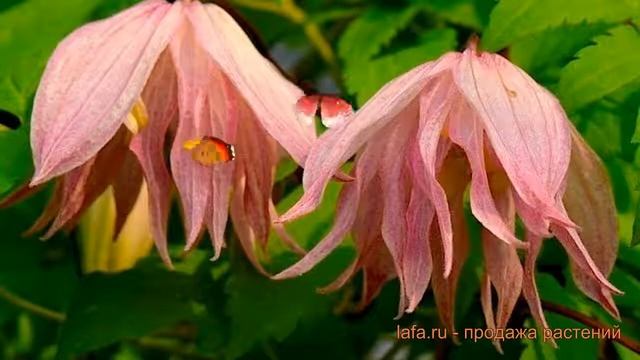 Клематис ботанический Пинк Свин (clematis) ? обзор: как сажать, рассада клематиса Пинк Свин смотреть онлайн