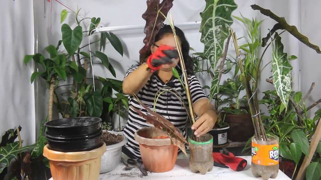 ALOCASIA AMAZONICA POLLY REPOT AND SOIL MIXTURE смотреть онлайн