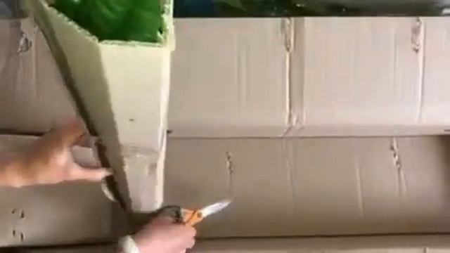 Отзыв про Агромаркет: Гортензия Трехлетка, Кумкват - Фантастика за бонусы ) смотреть онлайн