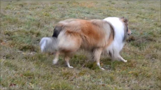 "Walk on" (slow and quickly) смотреть онлайн