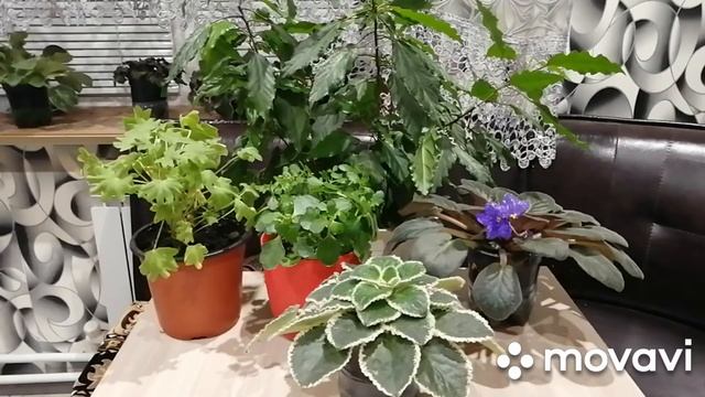Болезни комнатных растений. смотреть онлайн
