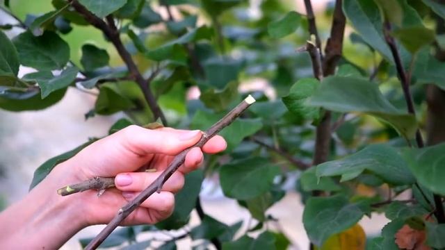 Прививочный секатор Садовый Мастер смотреть онлайн