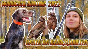 Охота на вальдшнепа с дратхааром 2022, девушка охотник / Woodcock hunting, girl hunter