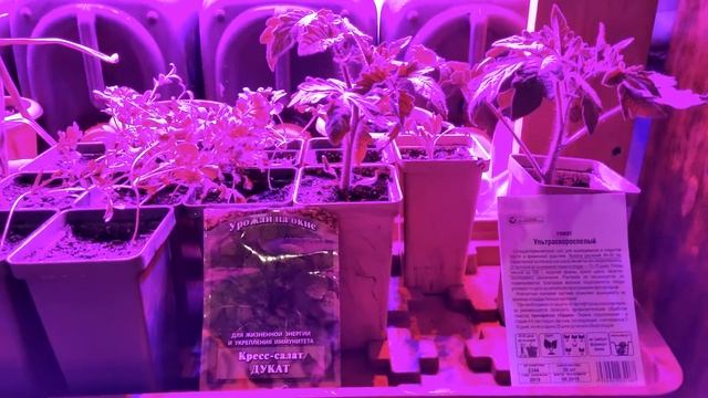 Фито свет. Томаты в доме. смотреть онлайн