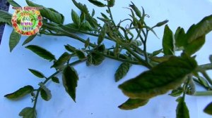 Столбур томатов. Как с ним бороться Есть ли  таблетки для лечения помидоров от вирусного заболевани