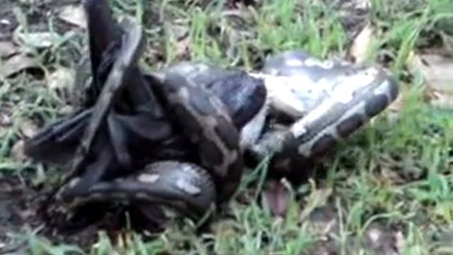 python trying to eat a flying fox смотреть онлайн