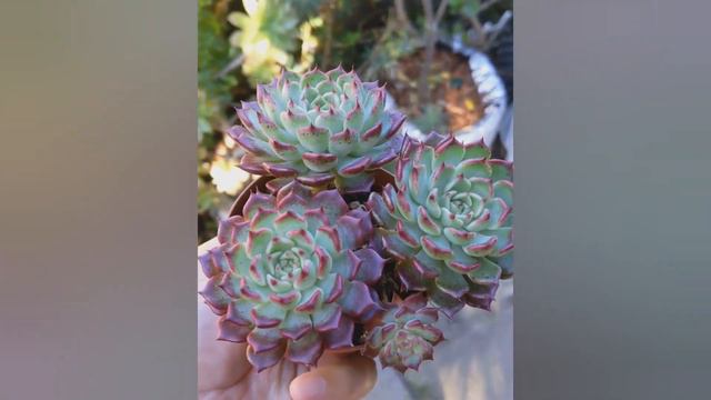 Echeveria Sara Himebotan смотреть онлайн