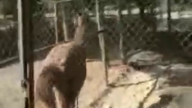 Сисиан. Ресторан со зверинцем смотреть онлайн