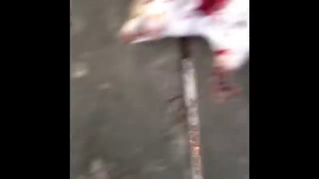 Hunting Squirrels With A Pellet Gun смотреть онлайн