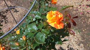 Oranges and lemons rose