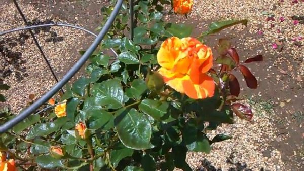 Oranges and lemons rose