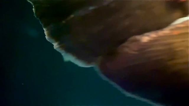 Albino Arowana, Black Arowana, Spotted Gar Update смотреть онлайн