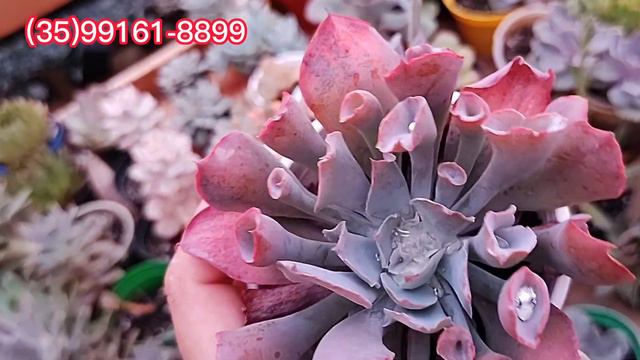 Promoção De Suculentas, Vídeo De Vendas Do Mês De Janeiro 2023 Suculentas Apartir De 4,99 #coleção