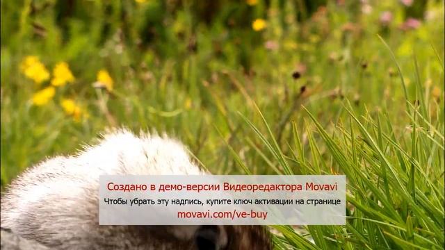 Рыбалка в Вологде смотреть онлайн