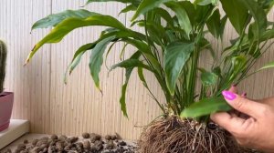 Женское Счастье (Спатифиллум) Пересадка ради Цветения