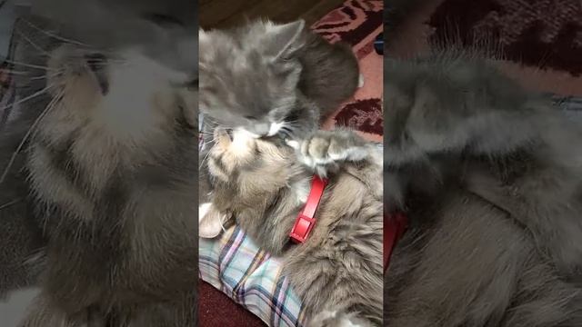 Взаимная кошачья мойка#shorts смотреть онлайн