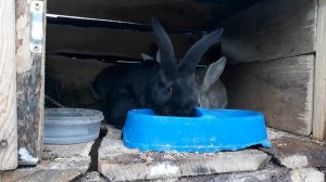 КОРМЛЕНИЕ КРОЛИКОВ ЗИМОЙ ЗЕРНОМ, СВИНЫМ КОМБИКОРМОМ БЕЗ СЕНА.  ДЕШЕВЫЕ КОРМУШКИ.