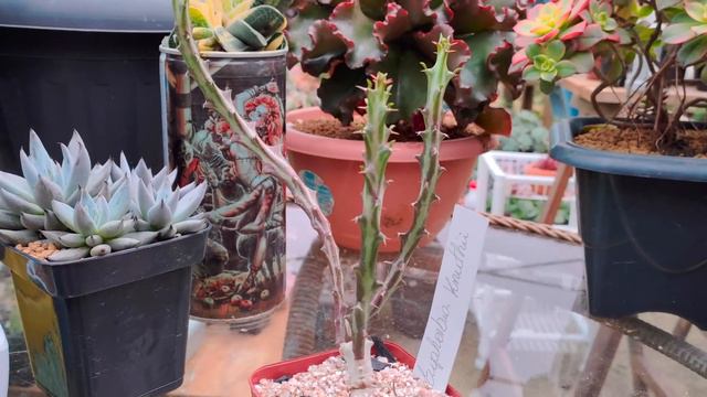 10 suculentas que mais gosto na minha coleção - convite do Samuel (um botânico no apartamento) смотреть онлайн