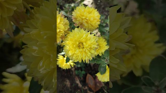 хризантемы цветы #осень смотреть онлайн