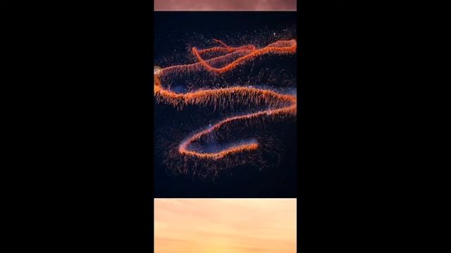 Морские животные узнаете больше про опасных и не опасных рыбах смотреть онлайн