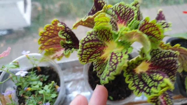 Соседка удивилась моему урожаю зимнего огорода, теперь моему примеру следует вся улица смотреть онлайн