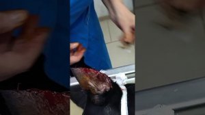 Купирование ушей добермана.