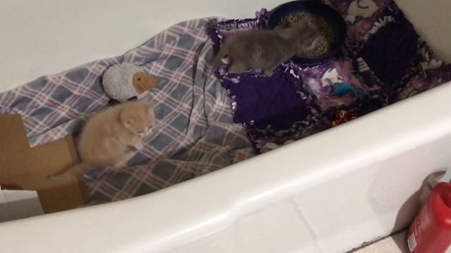 Incubator Baby Kittens Get To Stretch Their Legs - Marshall & Mathers смотреть онлайн