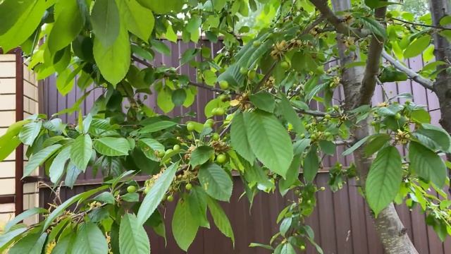 ДЕЛА В САДУ ОБНОВЛЕНИЯ НА УЧАСТКЕ/ НОВОЕ ХРАНЕНИЕ В ПРИХОЖЕЙ ИКЕА/ ЛИМОННЫЙ ПИРОГ/ ЗАНЯТИЯ С ДЕТЬМИ смотреть онлайн