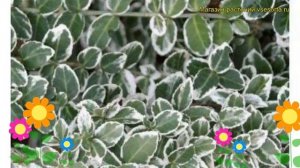 Бересклет форчуна Эмеральд Гаети. Краткий обзор, описание euonymus fortunei Emerald Gaiety