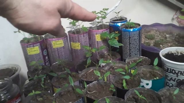 Пикировка пикантного перца (мой случайный крест: горгоны медузы и змейки). В посев между томатами. смотреть онлайн