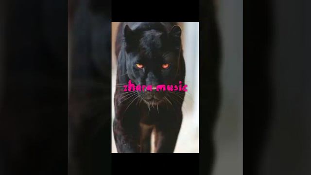 Kagramanov - Танцуй, пантера