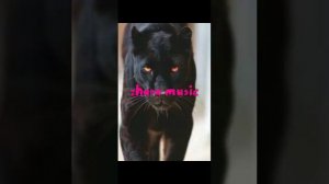 Kagramanov - Танцуй, пантера