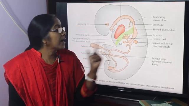 Lecture on Primitive Gut Tube смотреть онлайн
