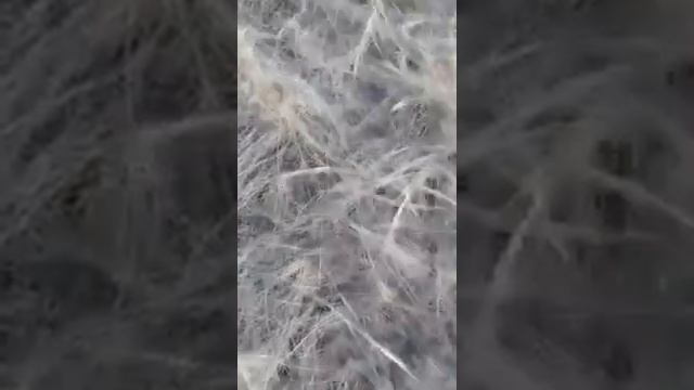 Забавные Пушистики